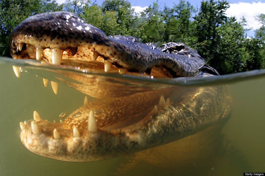 American Alligator pictured at Everglades National Park, Florida. These spectacularly close up alligator pictures were taken by a wildlife photographer brave enough to jump in a lake swarming with the wild reptiles. Jim Abernethy, 52, from Florida even literally played snap with one of the beasts- which he nicknamed, Fluffy- by mimicking the way alligators square up to each other in the wild. While totally submerged in a lake in the wild marshland of the Florida everglades Jim raised his arm above the water like an alligator would raise its jaws to provoke Fluffy into opening his mouth for the 'killer shot.' Luckily for Jim the 200 pound snapper did not choose to clamp her razor sharp teeth on his arm. Jim was also able to get heart stopping pictures of the amphibious hunters looming from the deep. Alligators are at their most unpredictable and dangerous while underwater.