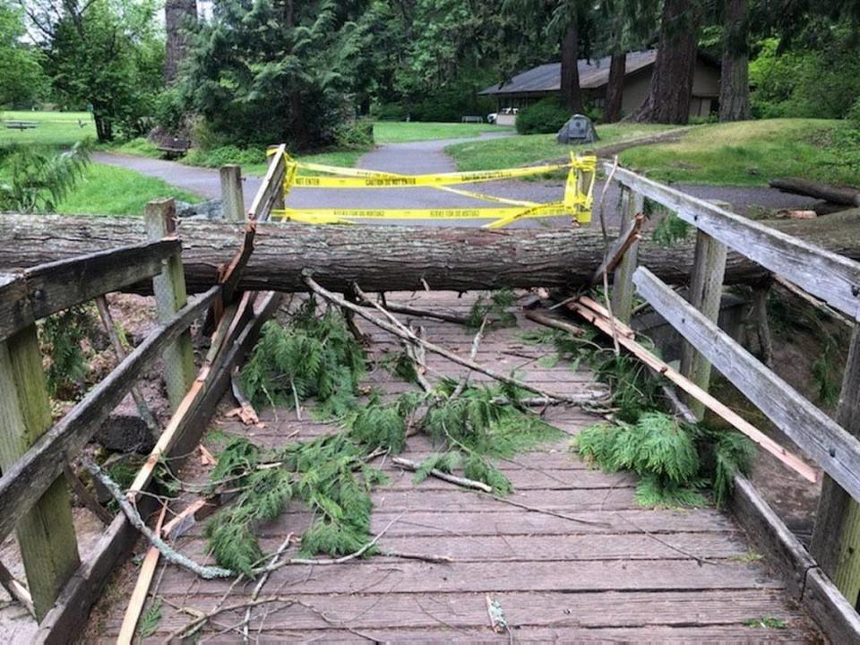 Part of a cedar tree rests on the east footbridge over Squalicum Creek Monday, May 23, in Cornwall Park. The multi-trunk cedar tree collapsed Sunday, May 22, according to the Bellingham Parks and Recreation Department.