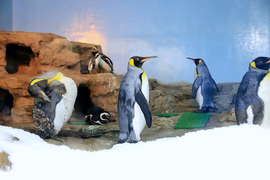 桃園水族館 Xpark 八景島水族館