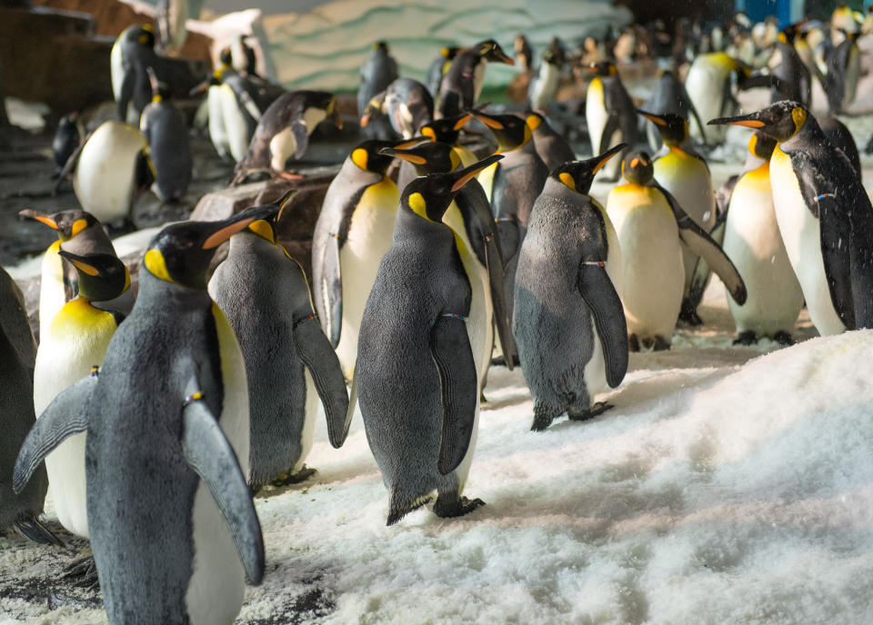 This undated image released by SeaWorld Parks & Entertainment, Inc. shows king penguins at Antarctica: Empire of the Penguin, a new attraction at SeaWorld Orlando. The attraction opens Friday, May 24, 2013. (AP Photo/SeaWorld Parks & Entertainment, Inc.)