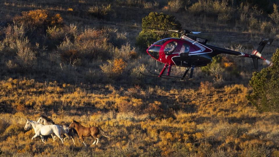 A helicopter pushes wild horses into a trap during the Bureau of Land Management’s Range Creek Rangehorses near Wellington, Carbon County, on Tuesday, Oct. 1, 2019. | Steve Griffin, Deseret News