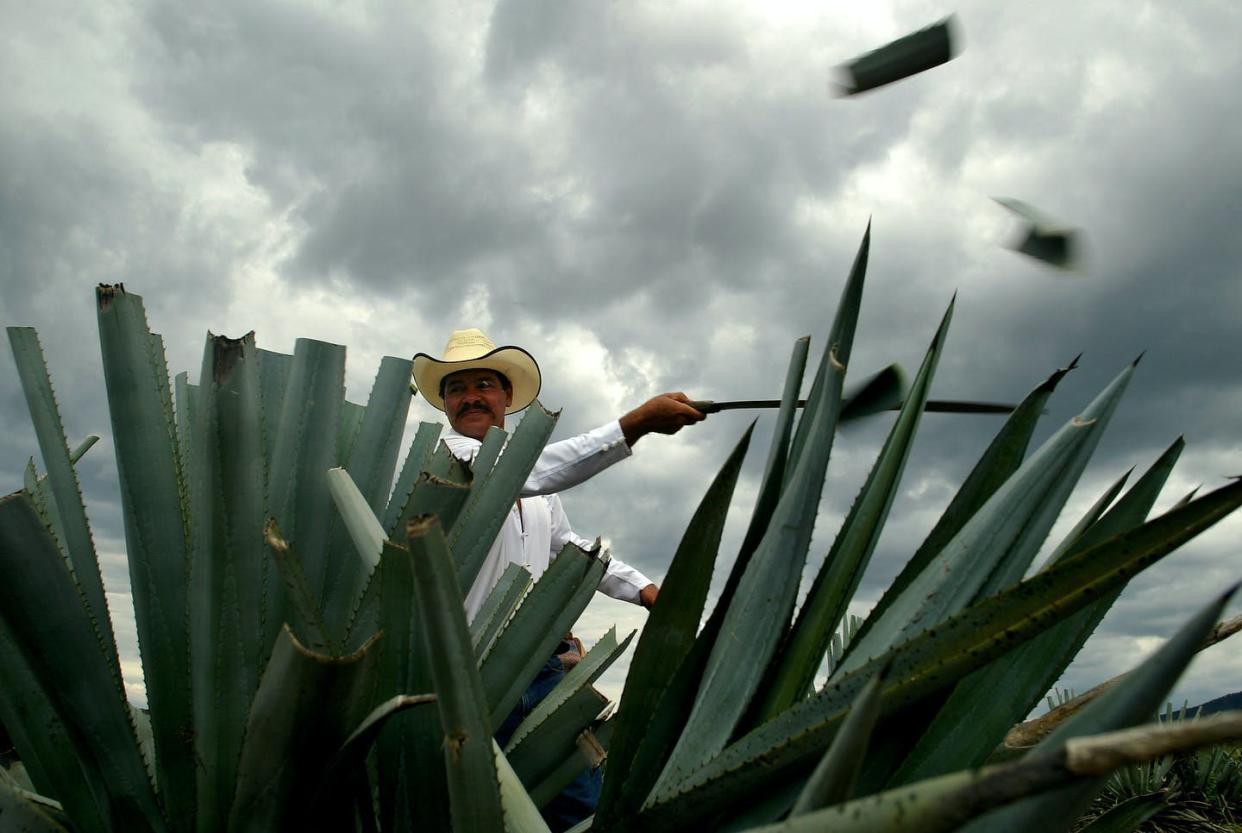 <span class="caption">An agave plant cutter, or 'jimador,' cuts the tips off from agave branches at a Jose Cuervo blue agave field.</span> <span class="attribution"><a class="link " href="http://www.apimages.com/metadata/Index/Associated-Press-International-News-Mexico-MEXI-/0ccc0ceaeae0da11af9f0014c2589dfb/59/0" rel="nofollow noopener" target="_blank" data-ylk="slk:AP Photo/Guillermo Arias;elm:context_link;itc:0;sec:content-canvas">AP Photo/Guillermo Arias</a></span>