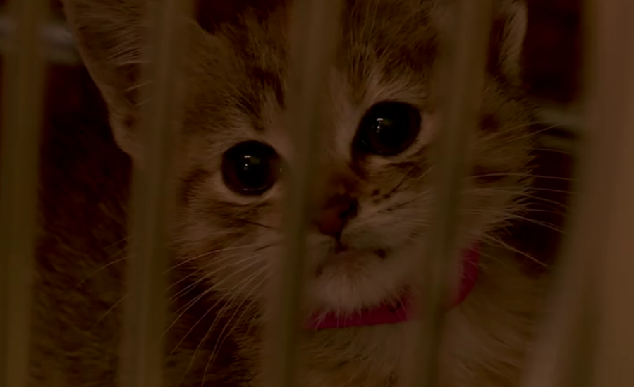 Kitten at Oklahoma City Animal Welfare.