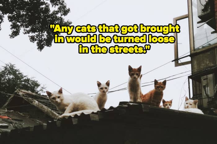 "Any cats that got brought in would be turned loose in the streets" over stray cats