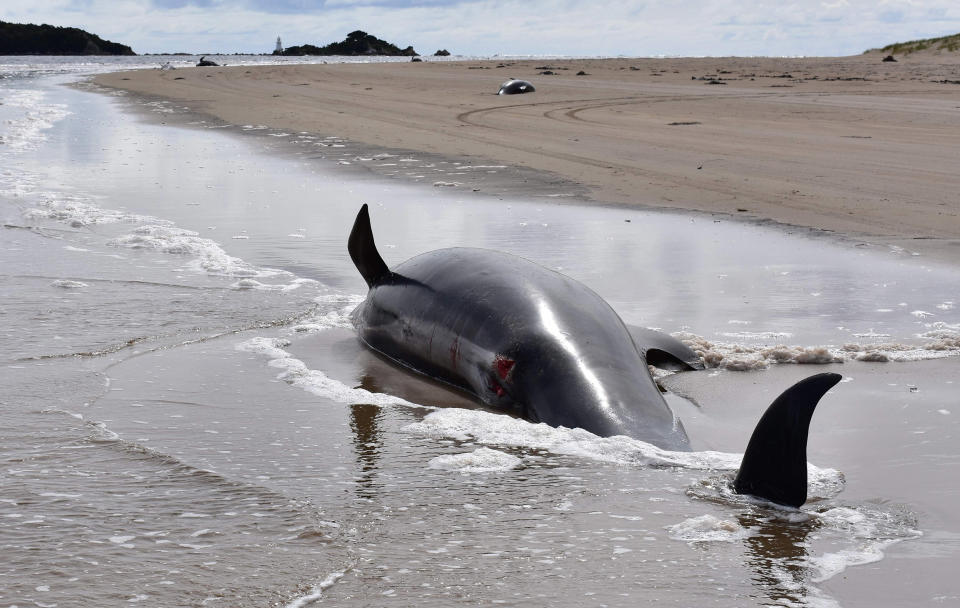 Image: A dead whale lays on a beach in Macquarie Harbour on the rugged west coast of Tasmania (Mell Chun / AFP - Getty Images)