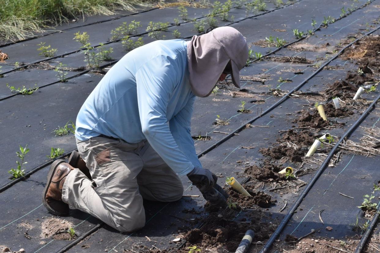 Casey Jacobs, horticulture technician with Borderlands Restoration Network, planting native wildflowers in a grow-out field.