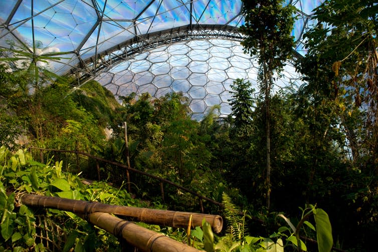 <span class="caption">Tropical vegetation inside the Eden Project dome.</span> <span class="attribution"><a class="link " href="https://www.shutterstock.com/image-photo/tropical-vegetation-eden-project-corwnall-32421265?src=iVI7biya68wRjlU9vhFgOQ-1-3" rel="nofollow noopener" target="_blank" data-ylk="slk:Francesco Carucci/Shutterstock;elm:context_link;itc:0;sec:content-canvas">Francesco Carucci/Shutterstock</a></span>