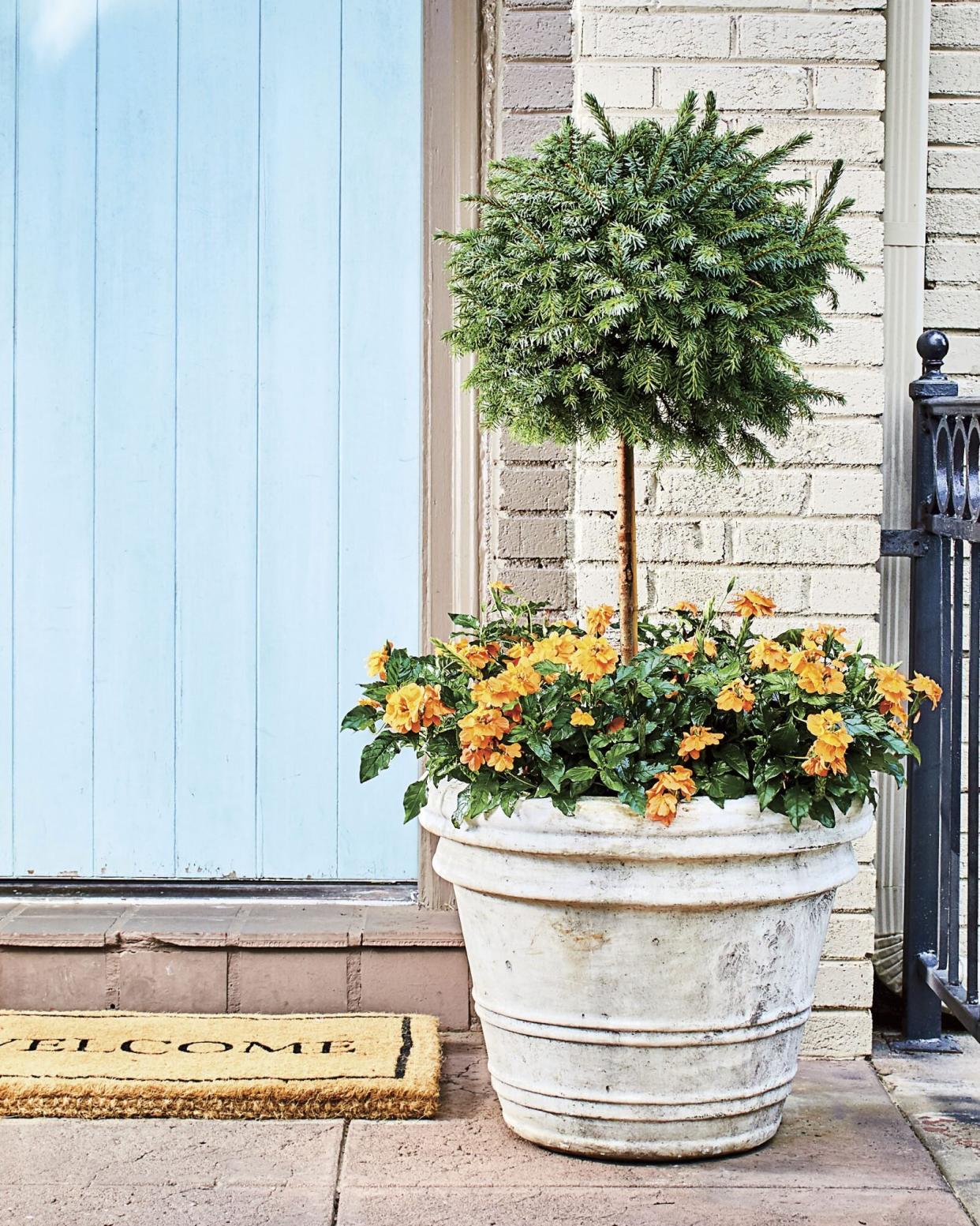 Spruce Topiary Container Garden