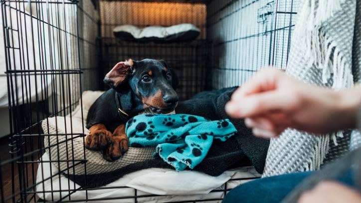 Puppy in crate