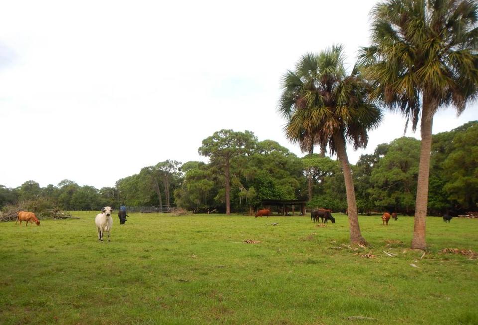 The Conservation Foundation of the Gulf Coast is preparing to purchase a conservation easement on 58 acres of East Manatee County land with help from a grant from the Bishop-Parker Foundation. The property includes 25 acres of pasture land.