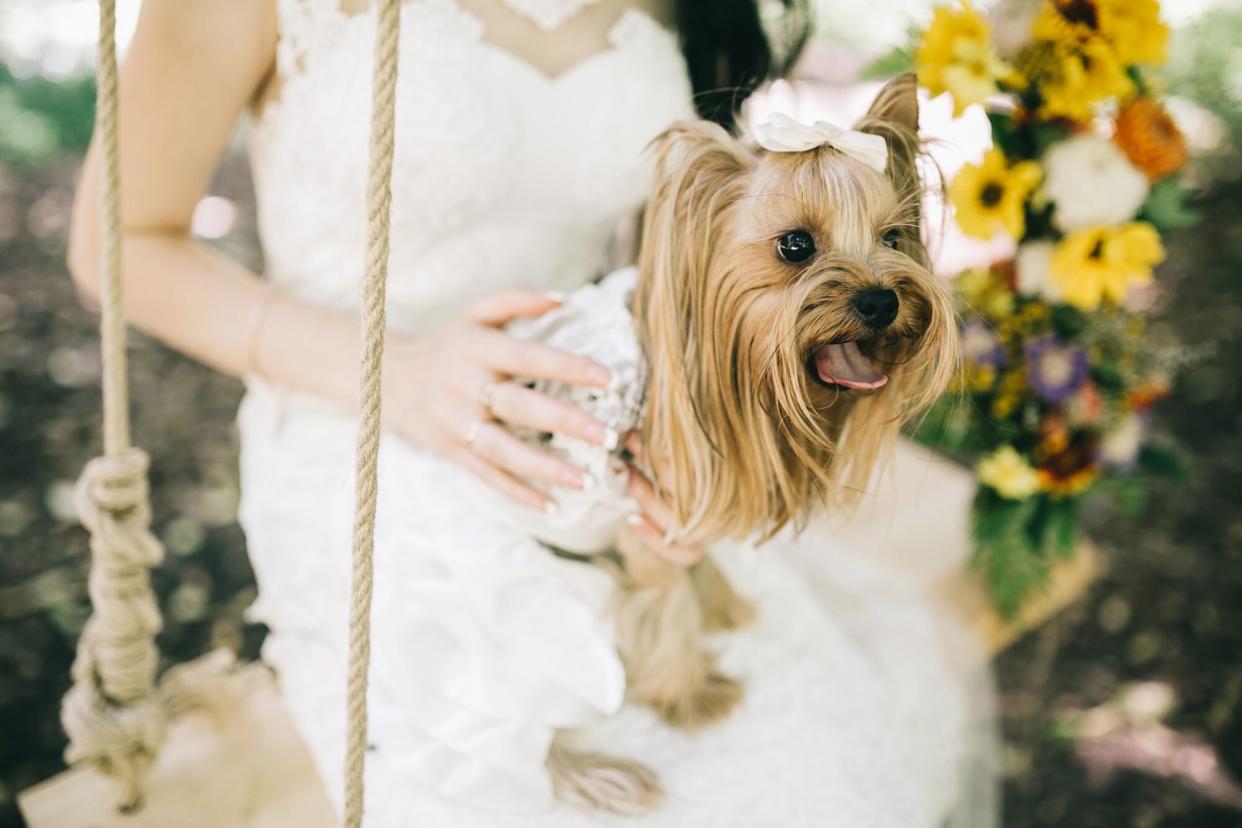 Pup in wedding dress sitting on bride's lap
