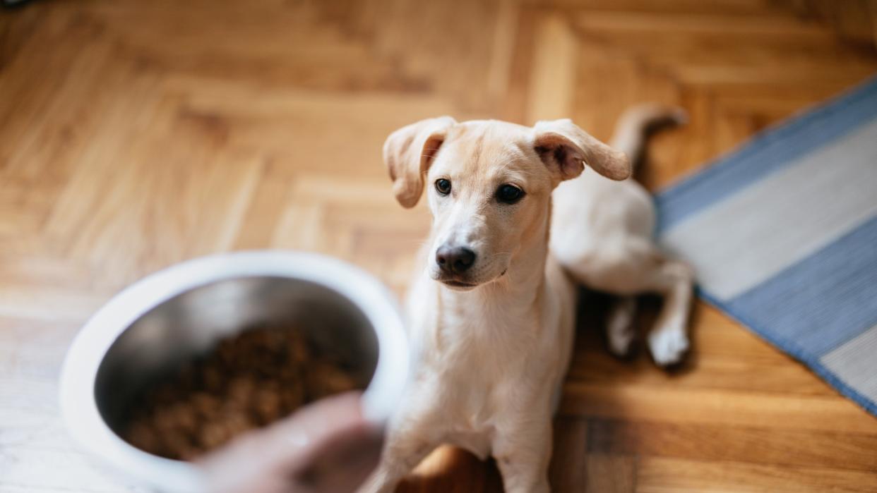 a dog lies down and waits as their pet parent puts down a bowl of dog food