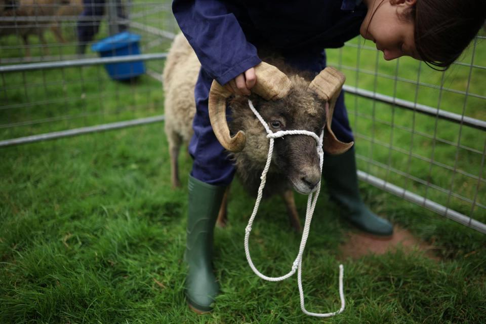 Megan puts a head collar onto one of the school’s North Ronaldsay sheep during an animal-handling session (Reuters)