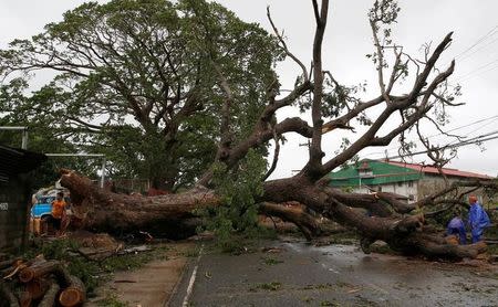 Government workers cut branches of an uprooted tree along a road after Typhoon Haima struck Laoag city, Ilocos Norte in northern Philippines, October 20, 2016. REUTERS/Erik De Castro