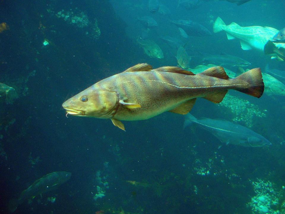 Cod, Gadus morhua