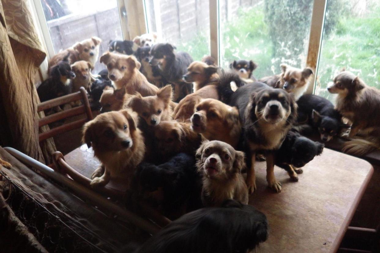 Crowded house: the dogs were found at a property in Birmingham: RSPCA