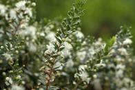 <p>Fluffy white myrtle, distinguished by its little hairs, has a long-standing tradition of appearing in the bridal bouquets of the British royals. </p><p><strong>Bloom season: </strong>Spring and summer</p><p><a class="link " href="https://go.redirectingat.com?id=74968X1596630&url=https%3A%2F%2Fwww.homedepot.com%2Fp%2FNatchez-Crape-Myrtle-CRMNAT01G%2F300121552&sref=https%3A%2F%2Fwww.redbookmag.com%2Fhome%2Fg35661704%2Fbeautiful-flower-images%2F" rel="nofollow noopener" target="_blank" data-ylk="slk:SHOP MYRTLES;elm:context_link;itc:0;sec:content-canvas">SHOP MYRTLES </a></p>