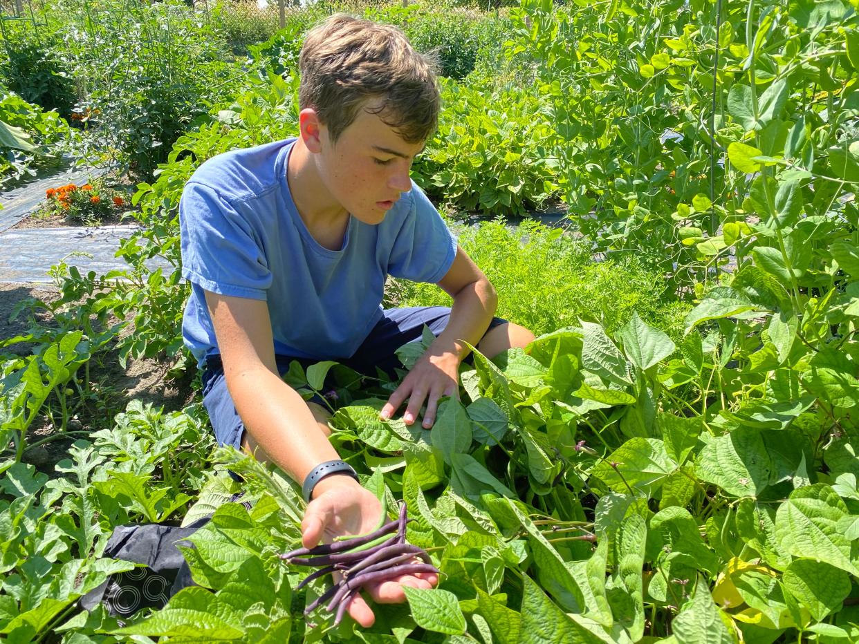 Beckett Eich has been harvesting crops, like fresh beans, at the Windmill Island community garden since he was nine.
