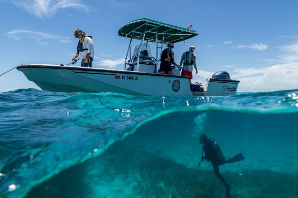 Florida Fish and Wildlife Conservation Commission associate research scientist Gabriel Delgado scuba dives as he rehomes Queen Conchs to deeper waters where the snails have a higher chance of successfully mating, during a dive with FWC on Monday, June 10, 2024, in Miami, Fla.