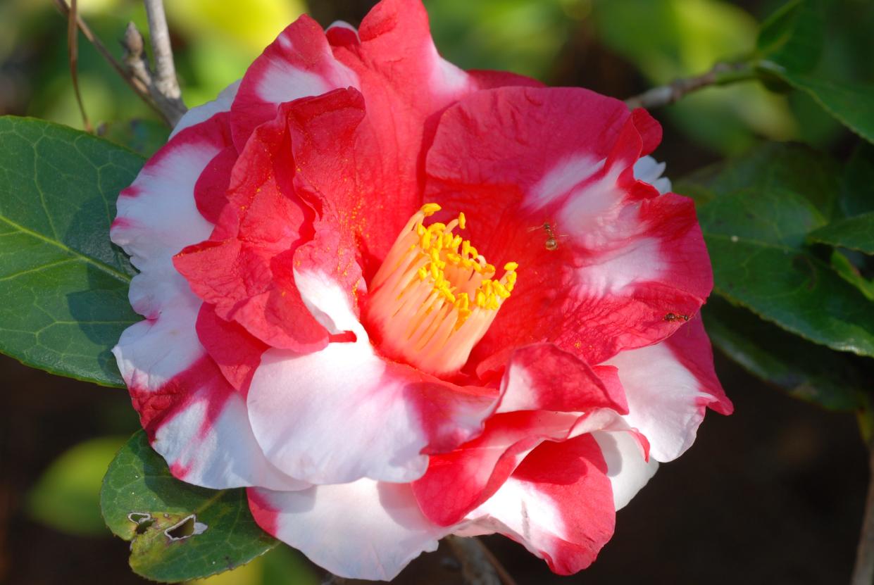 Camellias, with their vibrant blooms, are a staple in many Southern gardens and ranked as one of the best flowering shrubs.