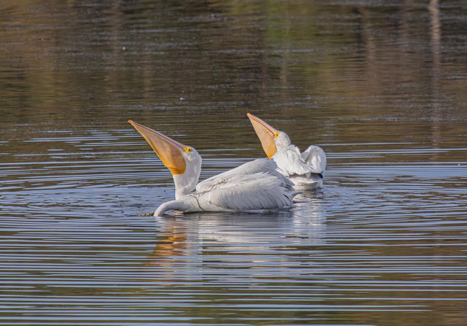Two white pelicans look skyward while a third dips its head under water in search of fish.