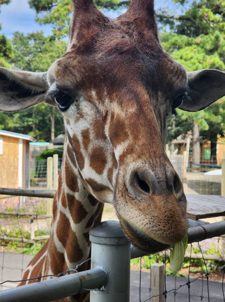 Bobo, a 3-year-old giraffe, died last October just as it was being prepared to head back to a South Carolina zoo. Lori Roman/Facebook