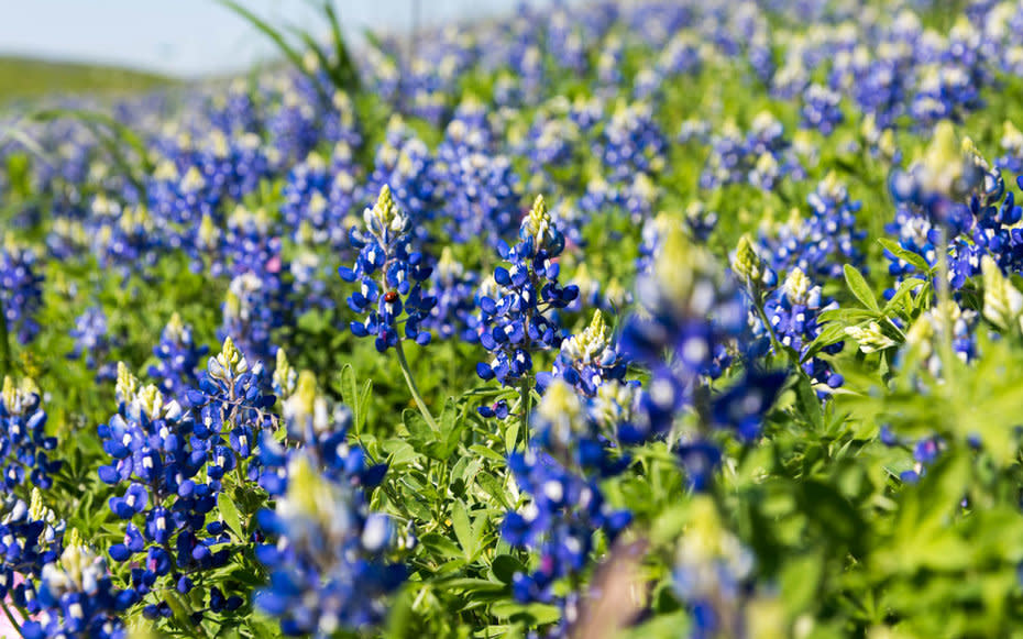 Texas-Bluebonnets-Spring-09-TXBLOOMS0316.jpg