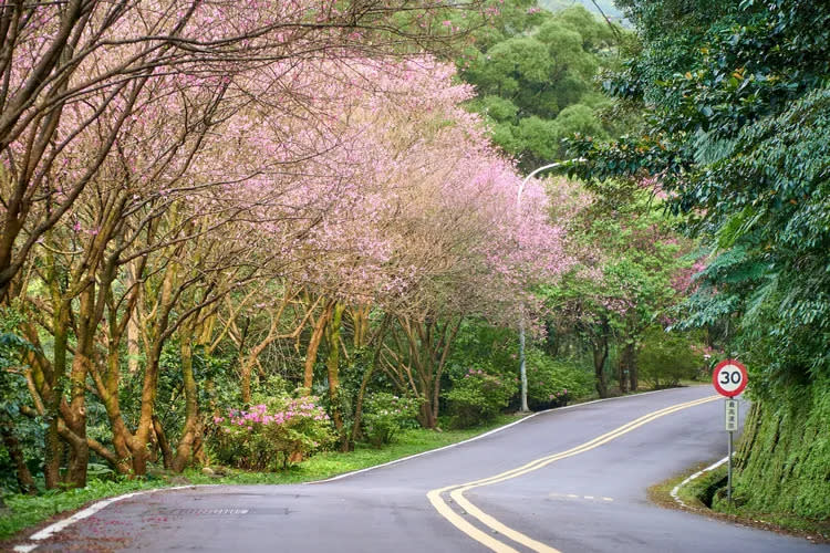 三芝區青山路櫻花夾道成林。農業局提供