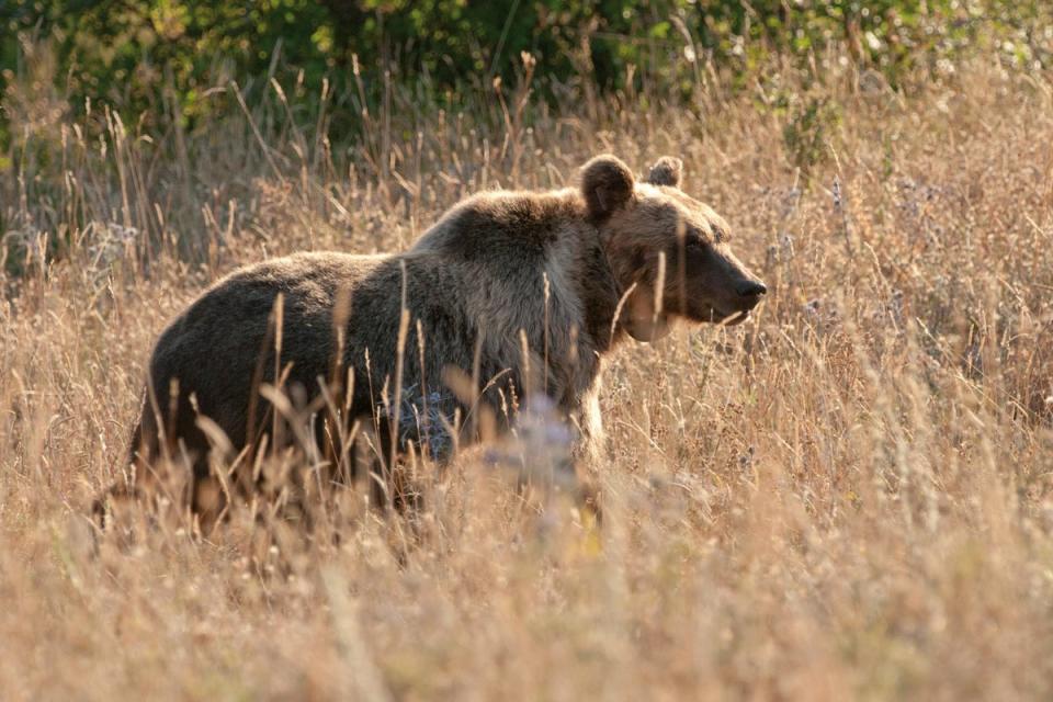 The Marsican brown bear gets its name from a local tribe that pre-dated the Romans (Antonio Monaco)