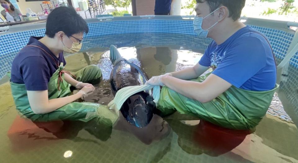 擱淺台南青山漁港的小虎鯨，送往成大安南校區搶救。（記者陳治交攝）