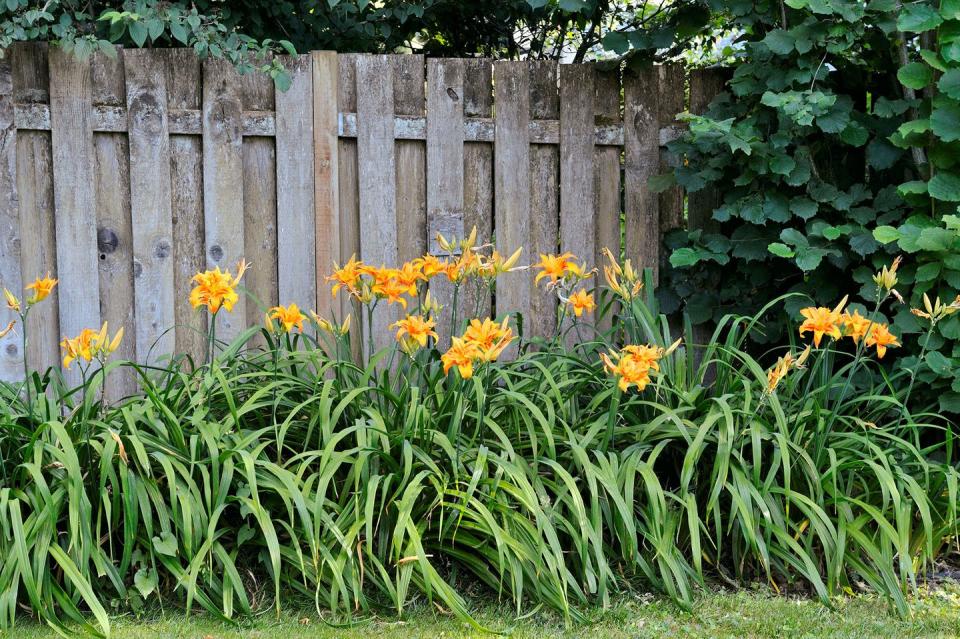 Perennials: Daylily