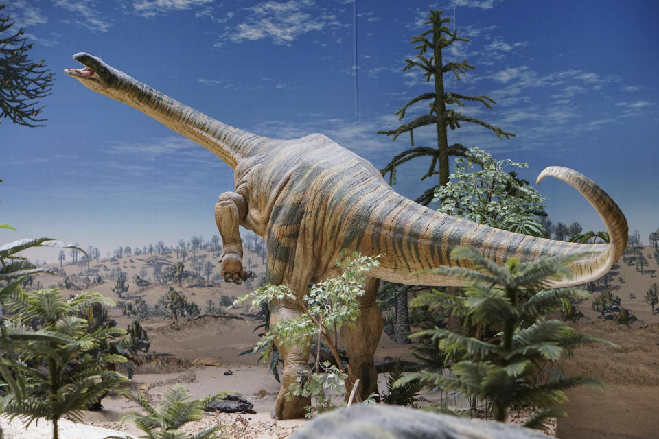 This photo provided by Randall Irmis shows a Plateosaurus model at the State Museum of Natural History in Stuttgart, Germany. Plant-eating dinosaurs such as this probably arrived in the Northern Hemisphere many millions of years later than their meat-eating cousins, according to a study published on Tuesday, Feb. 16, 2021. (Randall Irmis via AP)