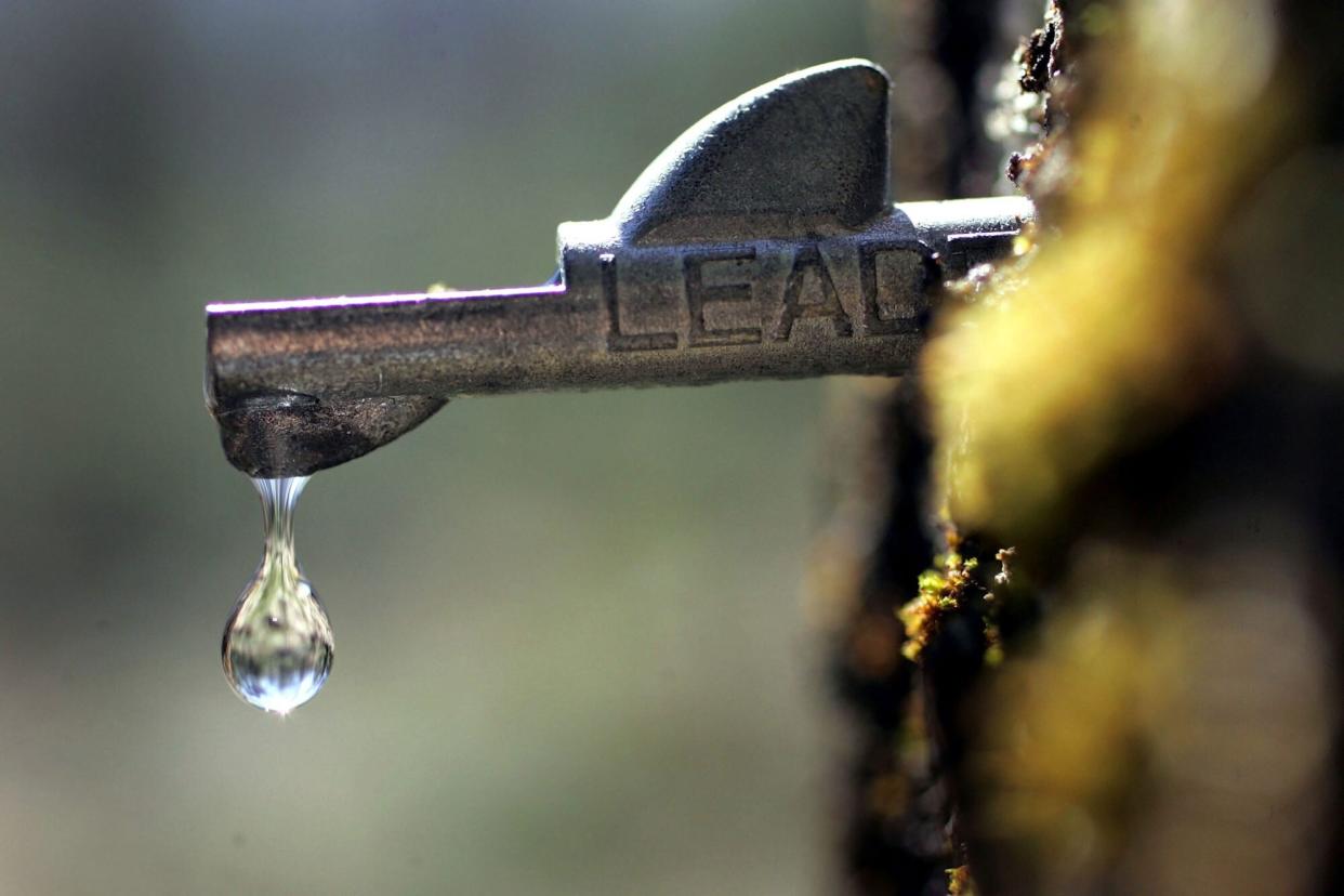 A drop of fresh sap falls from a tap in a maple tree