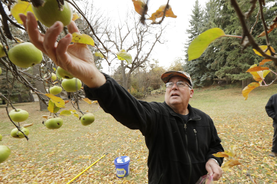 In this Oct. 28, 2019, photo, amateur botanist David Benscoter, of The Lost Apple Project, picks an apple that may be of the Clarke variety in an orchard near Pullman, Wash. Benscoter and fellow botanist E.J. Brandt have rediscovered at least 13 long-lost apple varieties in homestead orchards, remote canyons and windswept fields in eastern Washington and northern Idaho that had previously been thought to be extinct. (AP Photo/Ted S. Warren)