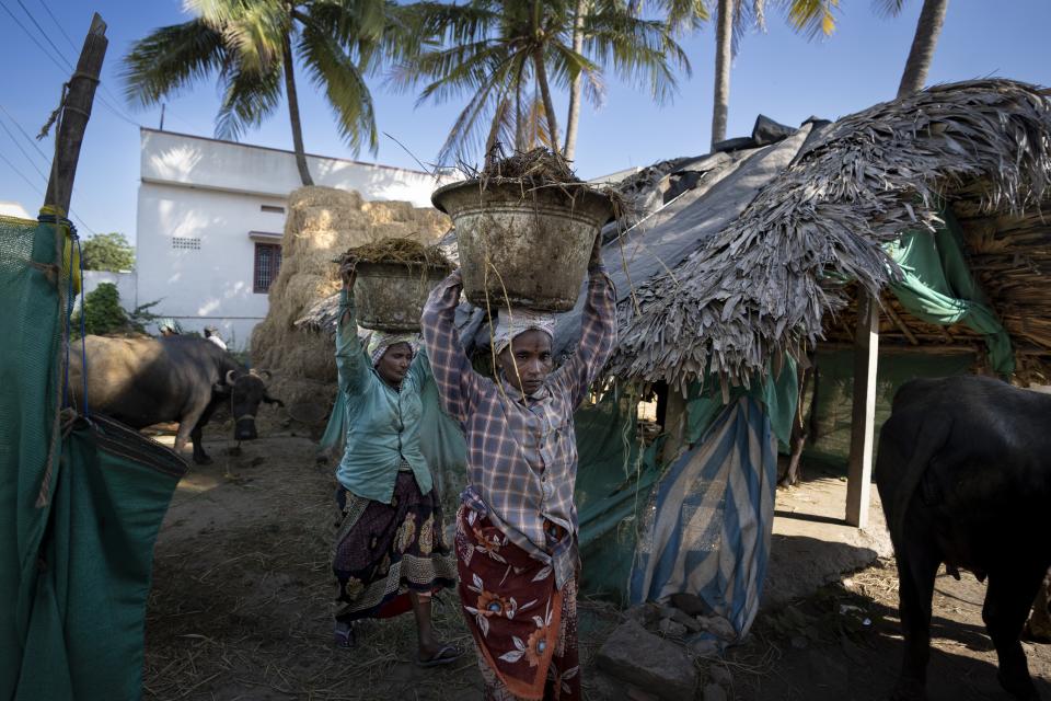 Workers carry cattle dung, used to make natural fertilizer, in Pedavuppudu village, Guntur district of southern India's Andhra Pradesh state, Monday, Feb. 12, 2024. The area has become a positive example of the benefits of natural farming, a process of using organic matter as fertilizers and pesticides that makes crops more resilient to bad weather. (AP Photo/Altaf Qadri)