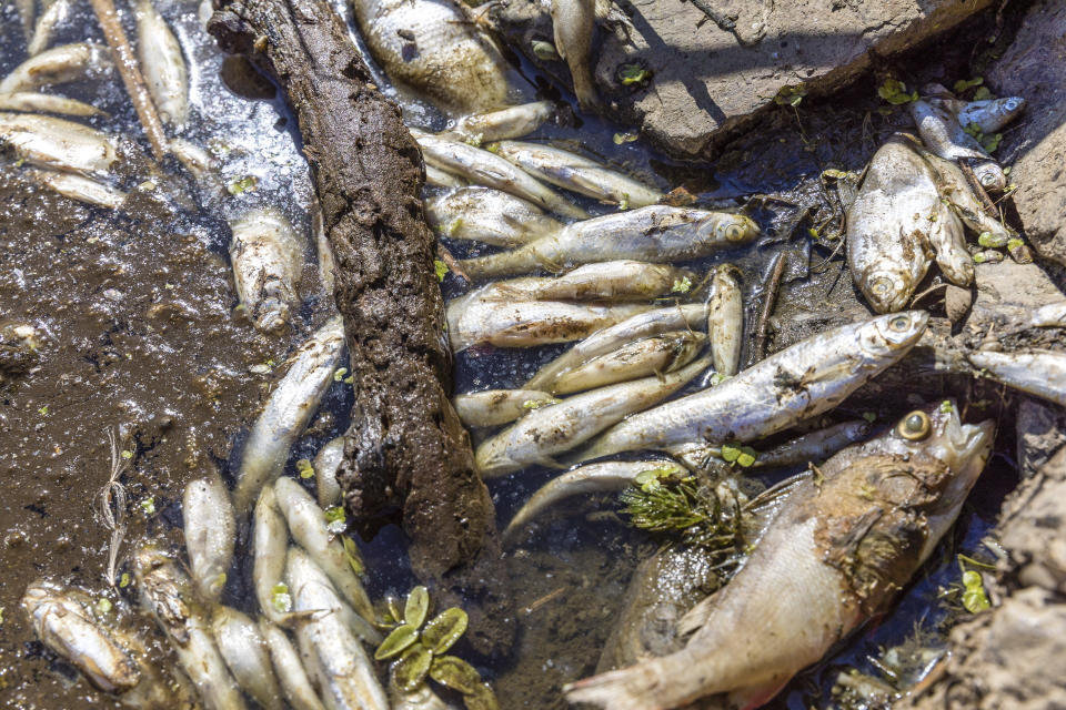 Dead fishes lie on the banks of the Oder River near Brieskow-Finkenheerd, eastern Germany, Thursday, Aug. 11, 2022. Huge numbers of dead fish have washed up along the banks of the Oder River between Germany and Poland. (Frank Hammerschmidt/dpa via AP)