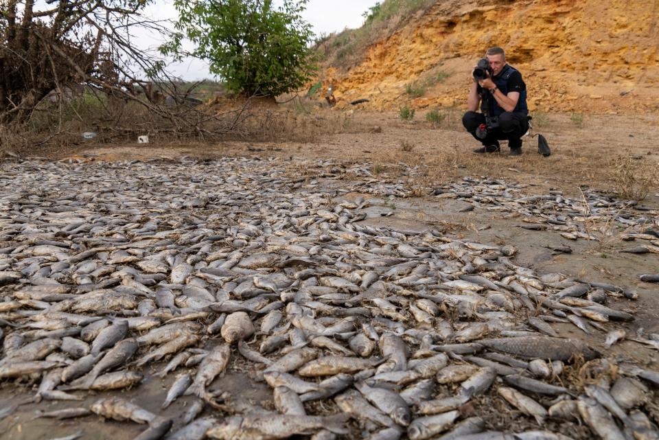 A photographer takes photo of dead fish in the dried-up Kakhovka Reservoir after recent catastrophic destruction of the Kakhovka dam near Kherson, Ukraine, Sunday, June 18, 2023.