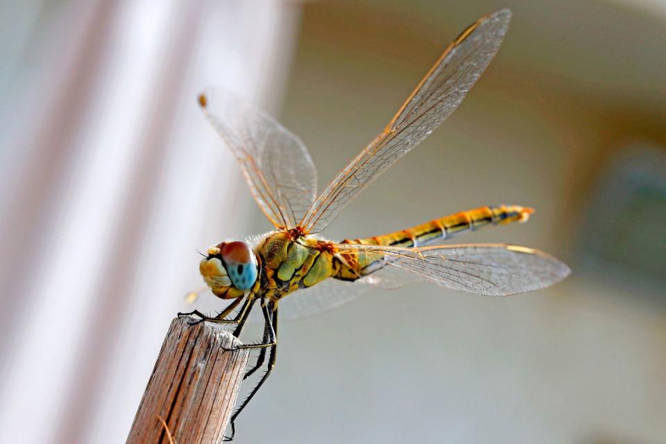 The CIA built a robot dragonfly...