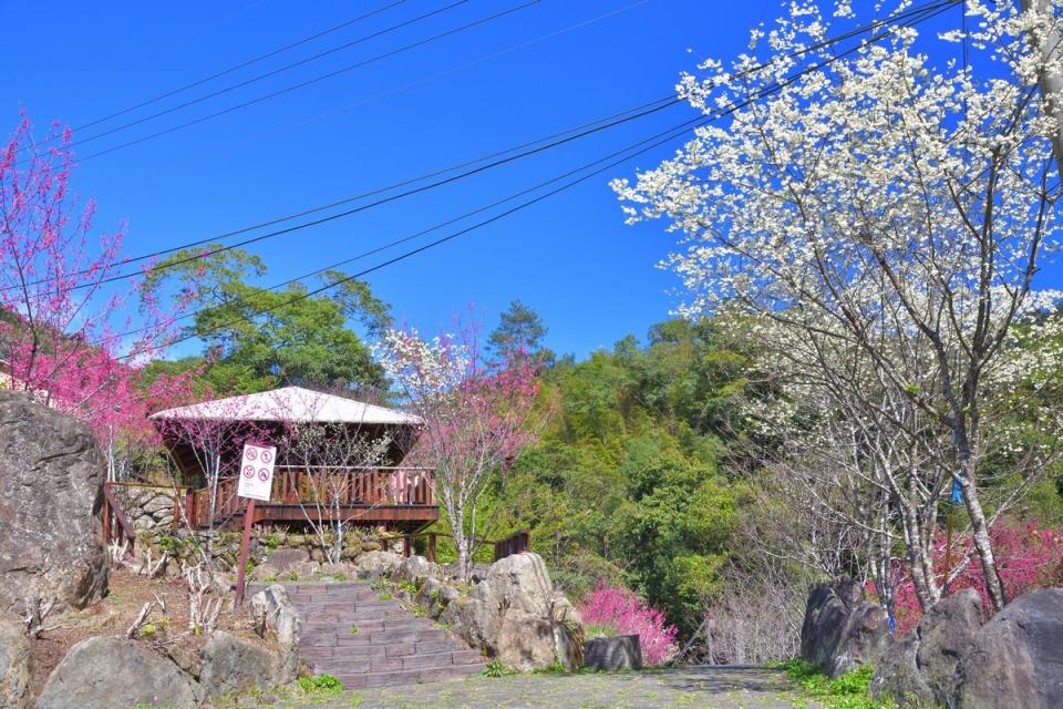 2021年嘉義縣春季賞花景點︰迷糊步道。   圖：漫步在雲端的阿里山/提供