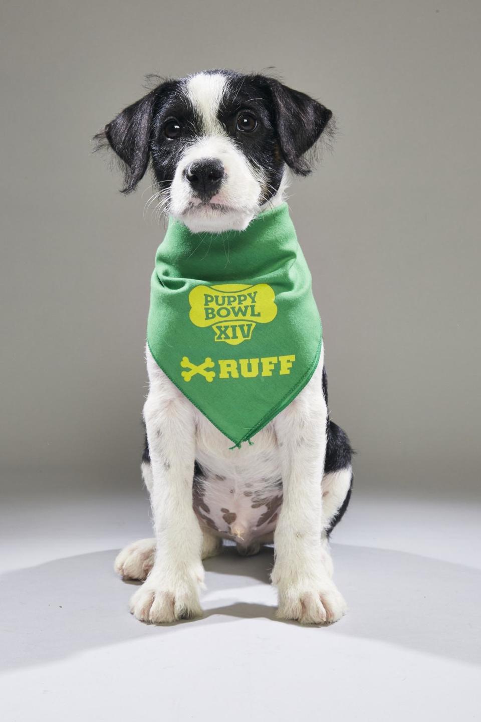 Archer, now known as Maddox, is slated as a <a href="http://www.animalplanet.com/tv-shows/puppy-bowl/photos/puppy-bowl-xiv-back-up-pups/" target="_blank">"back-up pup"</a> in Animal Planet's Puppy Bowl XIV. (Photo: Courtesy of Animal Planet)