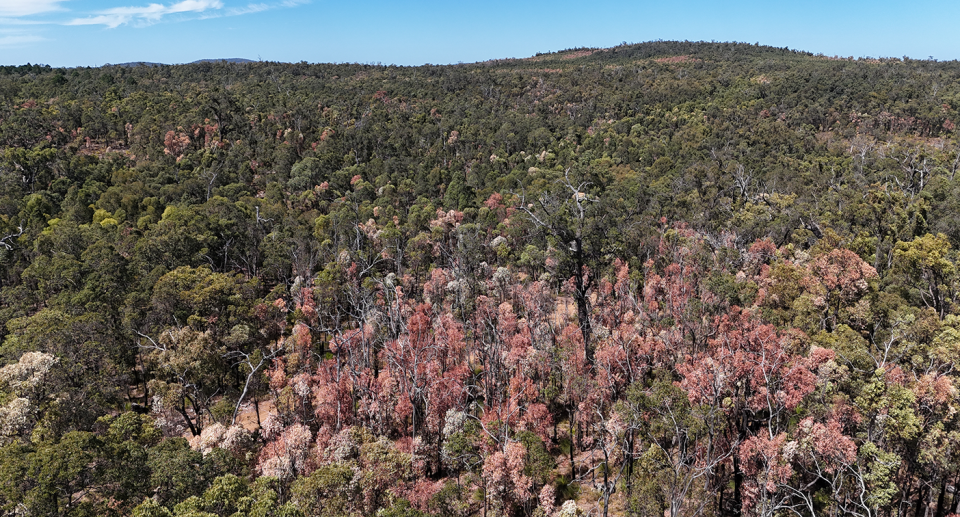 A jarrah forest that's been significantly touched by the great browning. Sections appear to be pink or brown in this aerial picture.