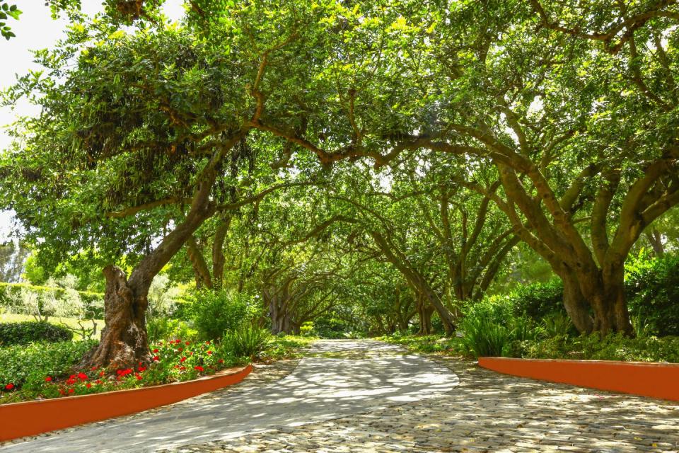 5) This carob-lined driveway leads to an epic, six-car garage.