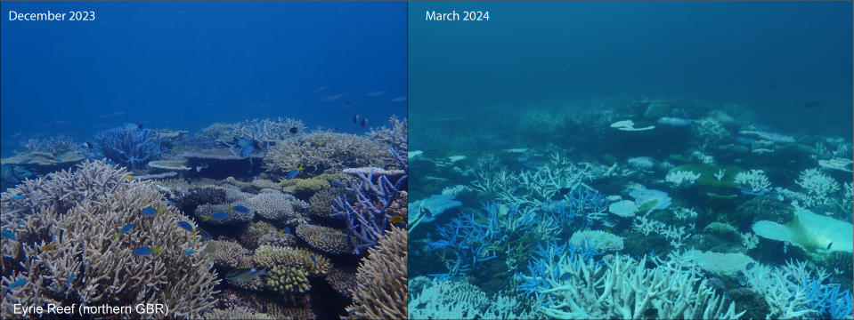 Coral bleaching on the Eyrie Reef with two images side by side from 2023, then 2024.