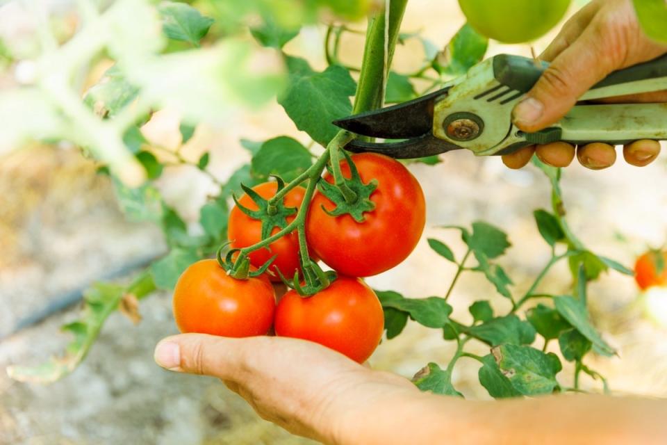 A gardener harvesting red tomatoes from the vine using pruning shears.