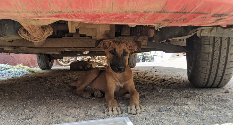 When Sheru was found living on the streets she was injured from fighting with other dogs. Source: HSI