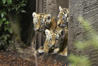 <p>Seven week old newborn Amur (Siberian) tiger cubs play with their mother Maruschka in their enclosure at Tierpark Hagenbeck on August 3, 2017 in Hamburg, Germany. (Photo: Christian Augustin/Getty Images) </p>