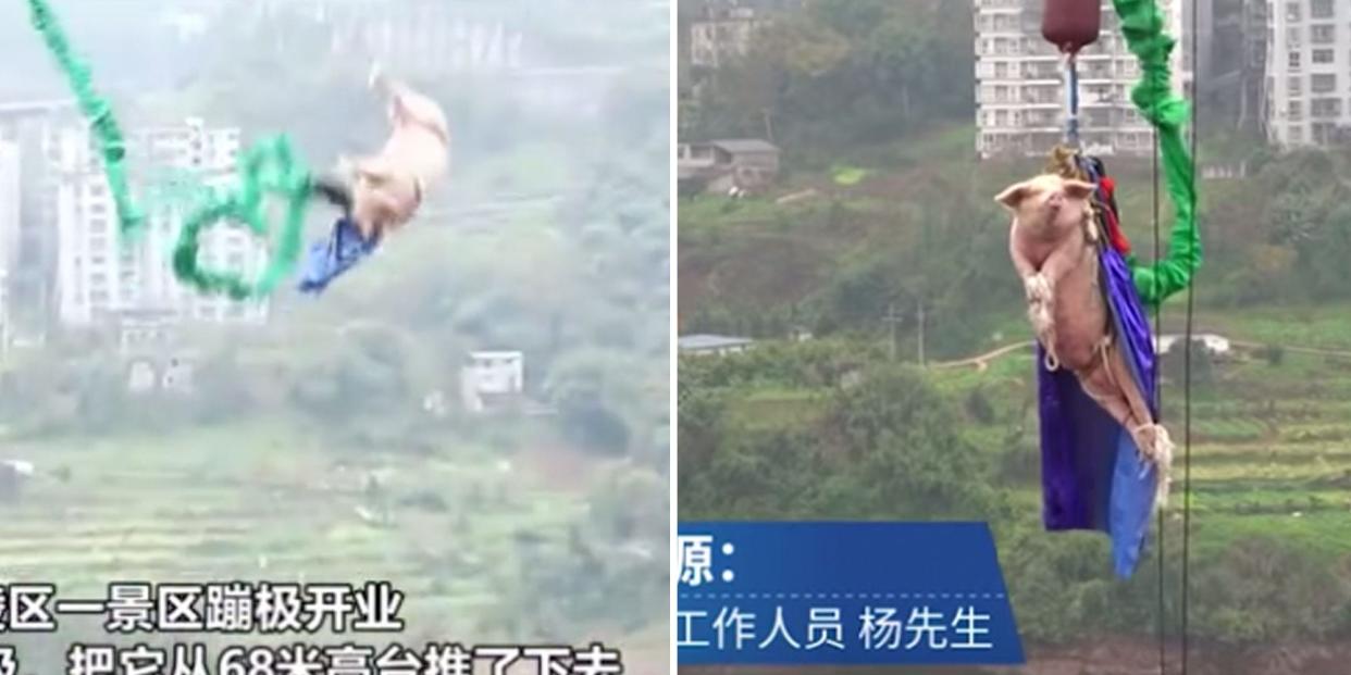 pig bungee jump