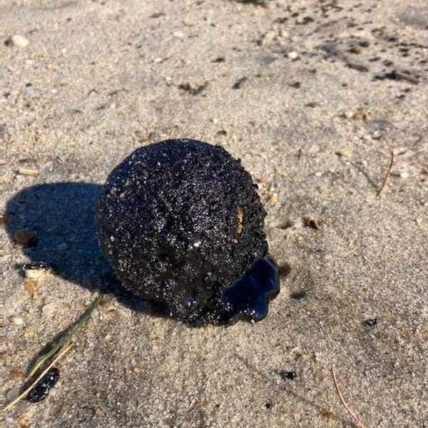 A tar ball found on the beach in the Long Branch area by Clean Ocean Action on Nov. 27, 2023