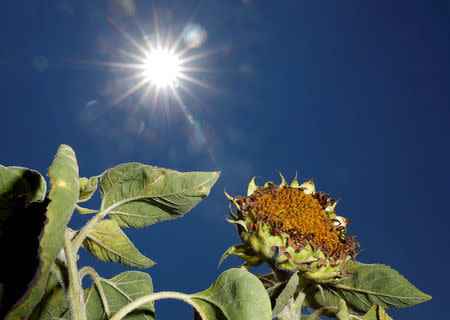 A dried out sunflower is seen on a field near Breydin, Germany, July 30, 2018. REUTERS/Fabrizio Bensch