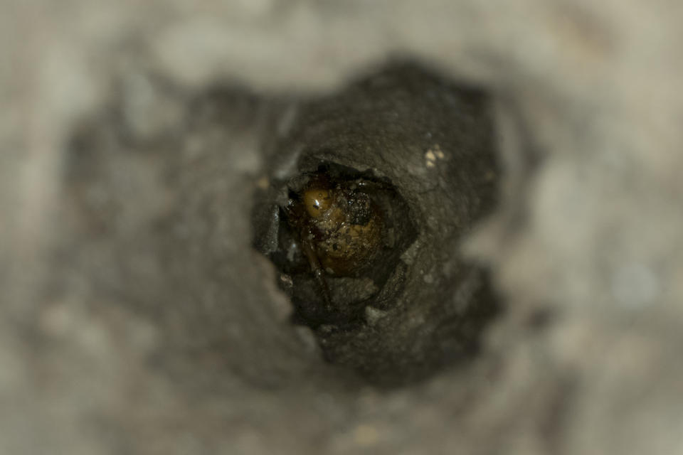 A cicada nymph is seen at the bottom of an evacuation tunnel, Sunday, May 2, 2021, in Frederick, Md. (AP Photo/Carolyn Kaster)